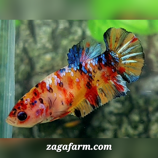 Multicolor Yellowbase Galaxy HMPK Female For Sorority / Breed