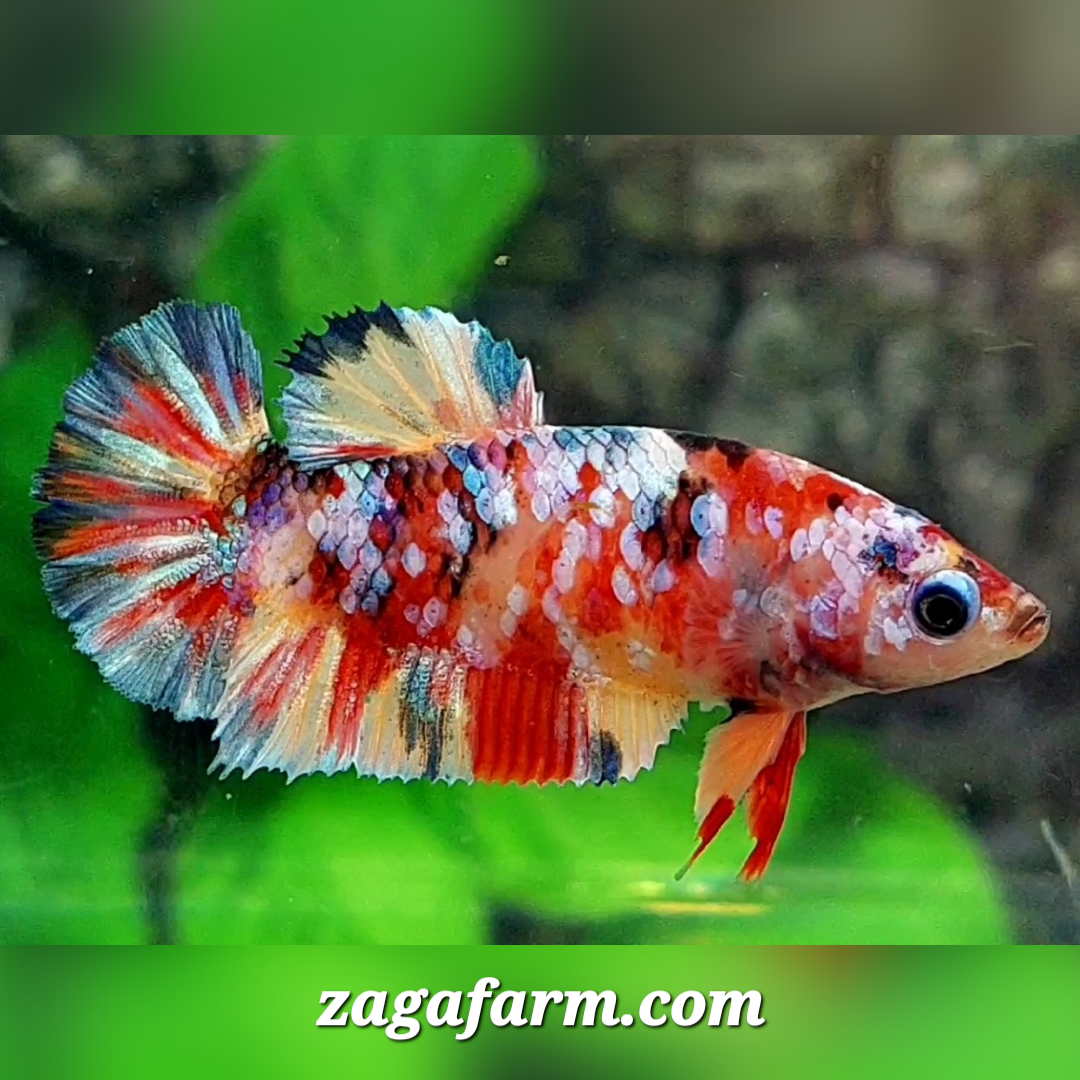 Multicolor Galaxy HMPK Female For Sorority / Breed