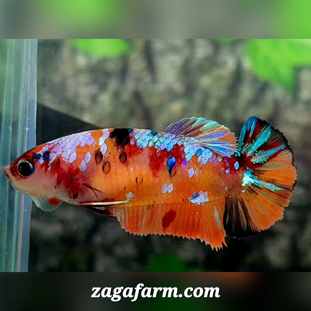 Multicolor Galaxy HMPK Female For Sorority / Breed