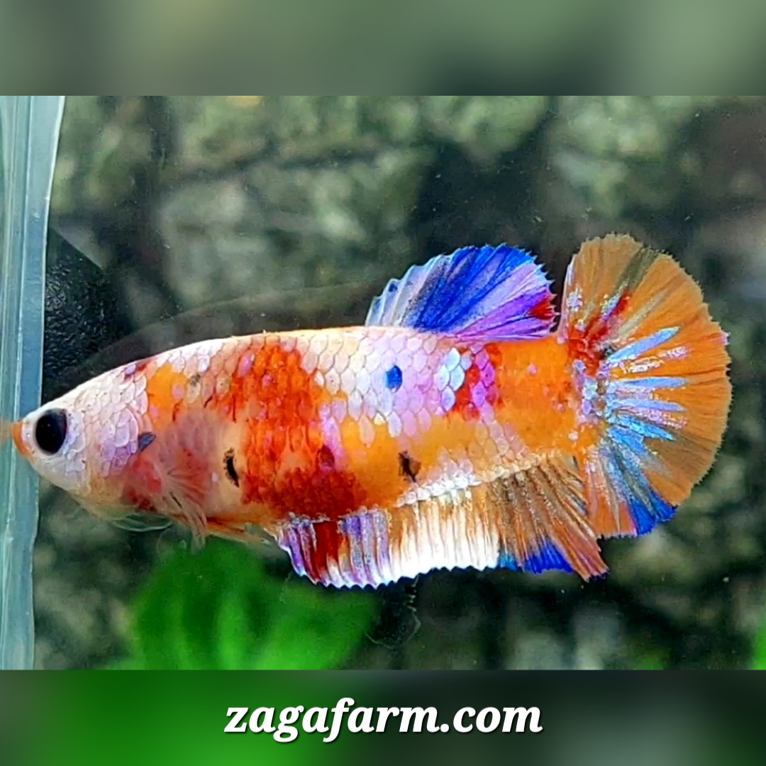 Multicolor Candy Galaxy HMPK Female For Sorority / Breed