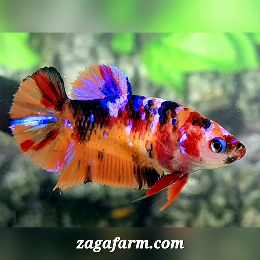 Multicolor Candy Galaxy HMPK Female For Sorority / Breed