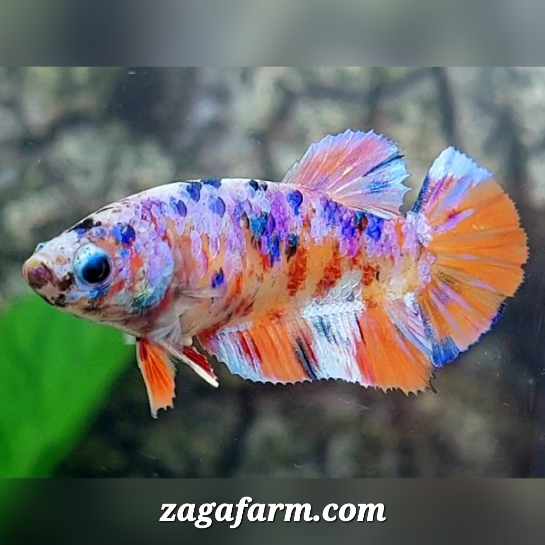 Multicolor Pink Candy Galaxy HMPK Female For Sorority / Breed