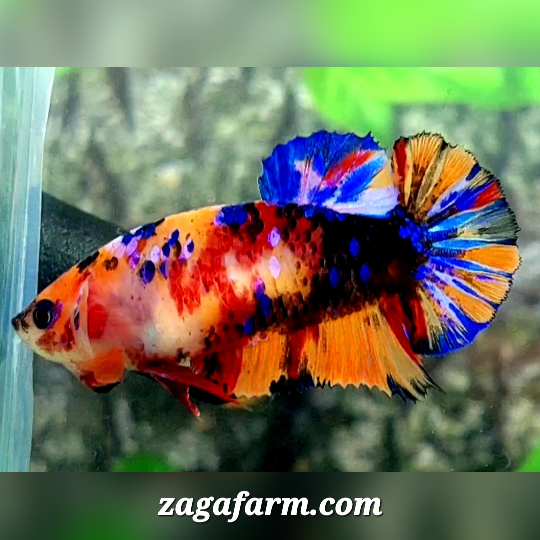 Multicolor Galaxy HMPK Female For Sorority / Breed