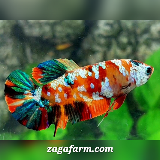 Multicolor Galaxy HMPK Female For Sorority / Breed