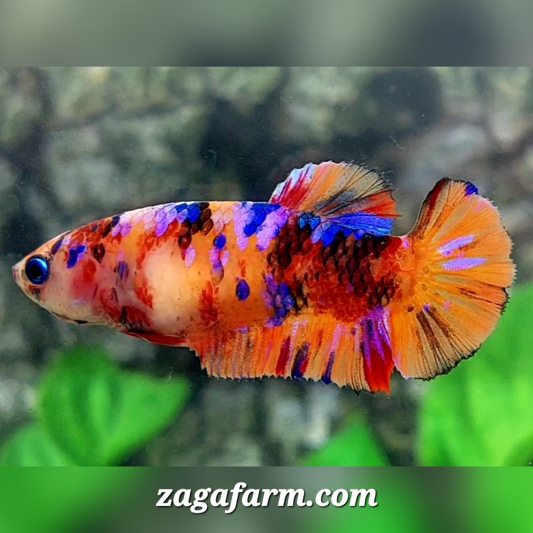 Multicolor Candy Pink Galaxy HMPK Female For Sorority / Breed