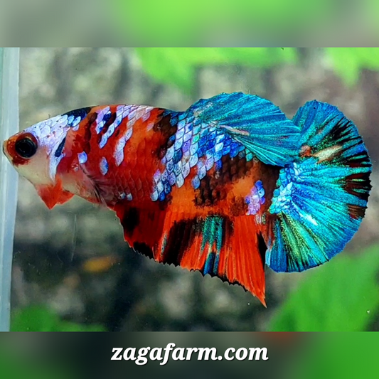 Multicolor Galaxy HMPK Female For Sorority / Breed