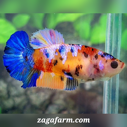 Multicolor Galaxy HMPK Female For Sorority / Breed