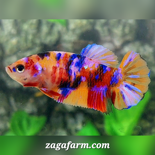 Multicolor Galaxy HMPK Female For Sorority / Breed