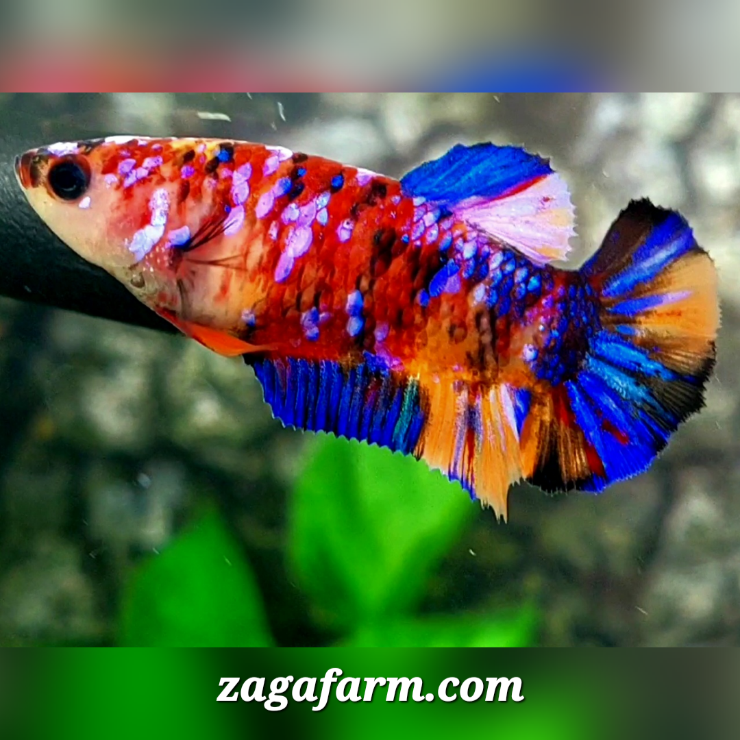 Multicolor Galaxy HMPK Female For Sorority / Breed