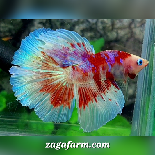 Red Purple Galaxy Barongsai Monkey Face Halfmoon Male