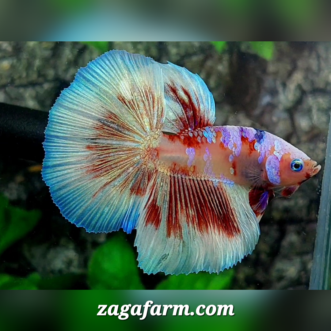 Purple Pink Galaxy Barongsai Halfmoon Male