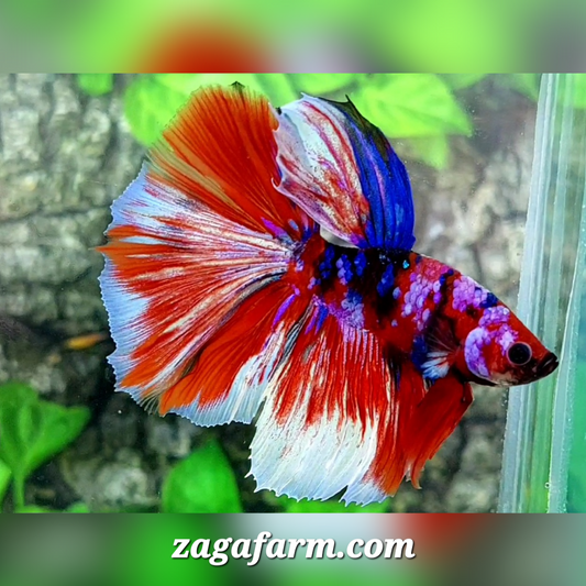 Multicolor Red Tiger Purple Galaxy Halfmoon Male