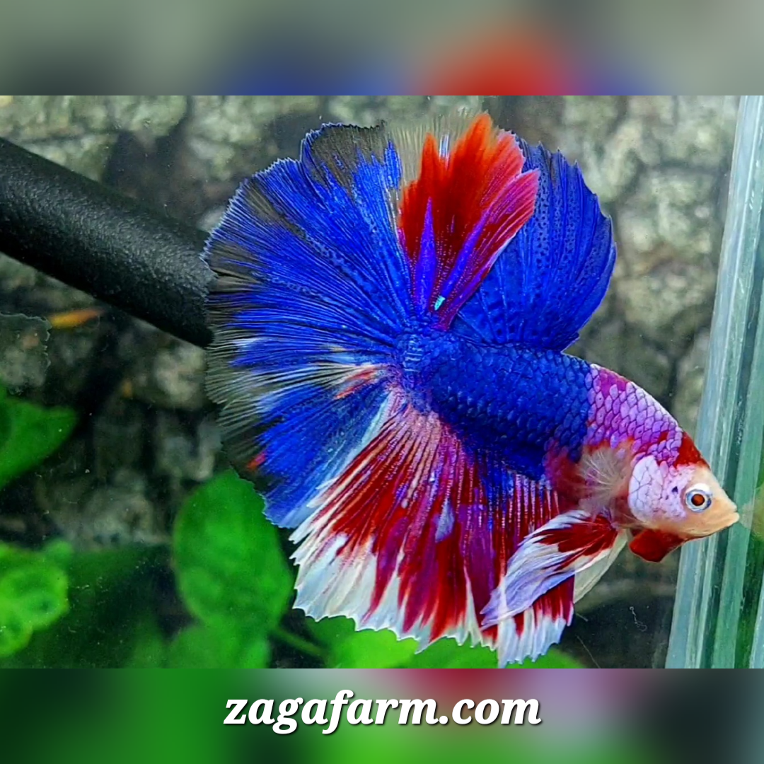 Monkey Face Multicolor Candy Halfmoon Male