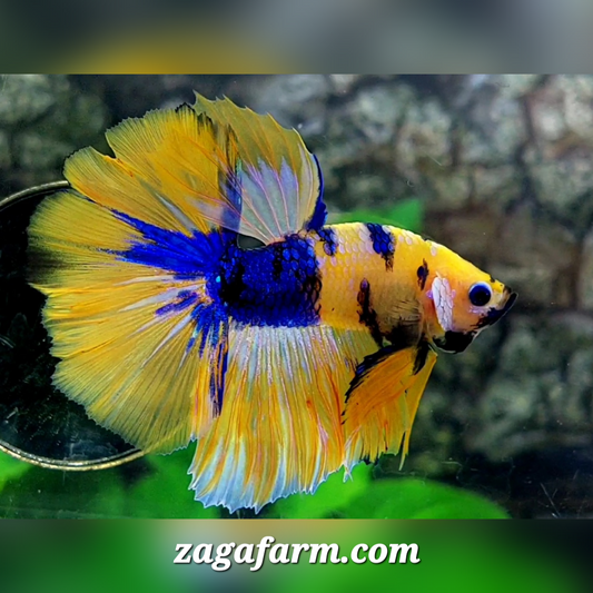 Yellow Blue Koi Tiger Galaxy Halfmoon Male