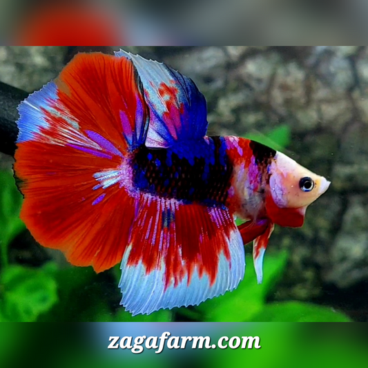 Monkey Face Multicolor Black Galaxy Halfmoon Male