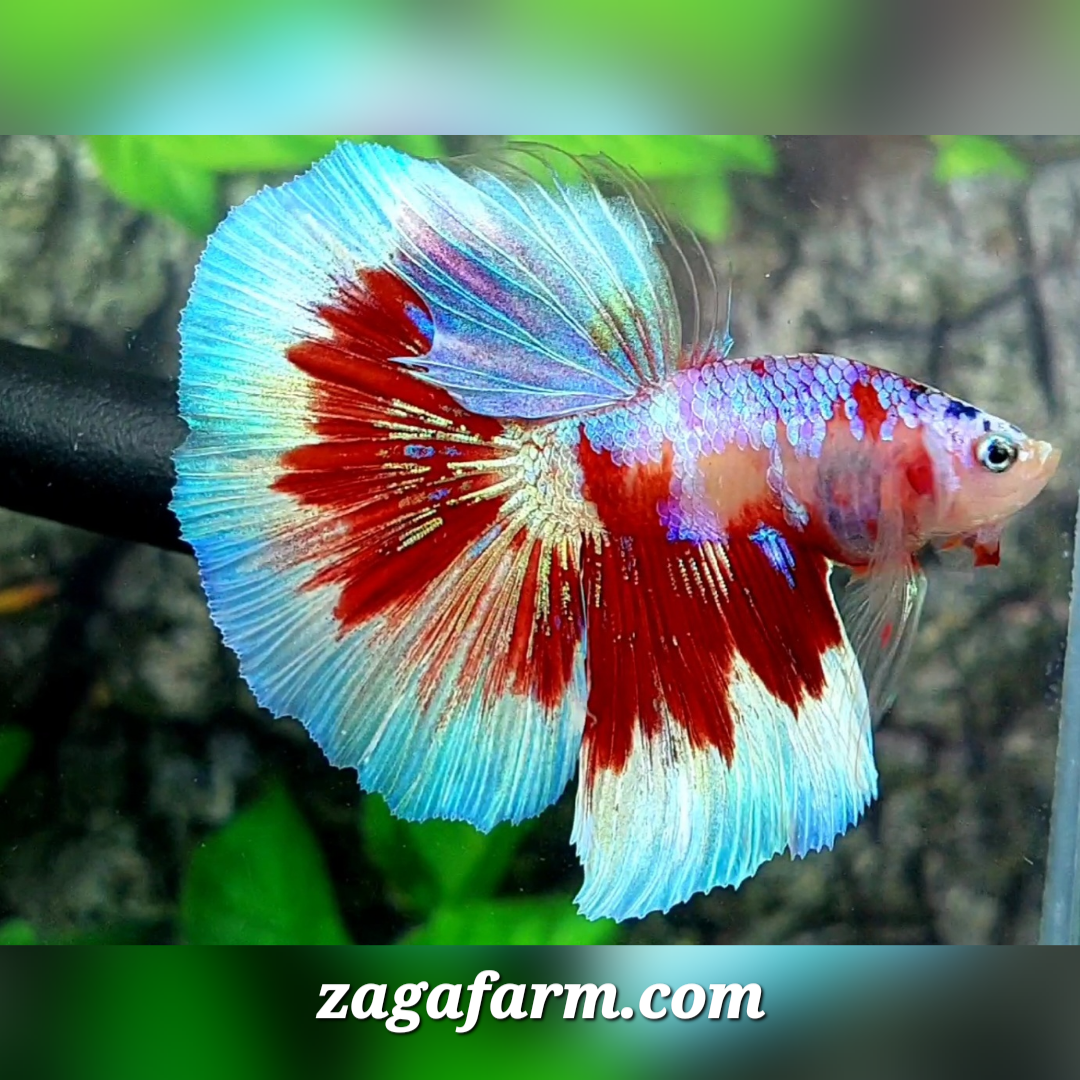 Red Barongsai Purple Galaxy Halfmoon Male