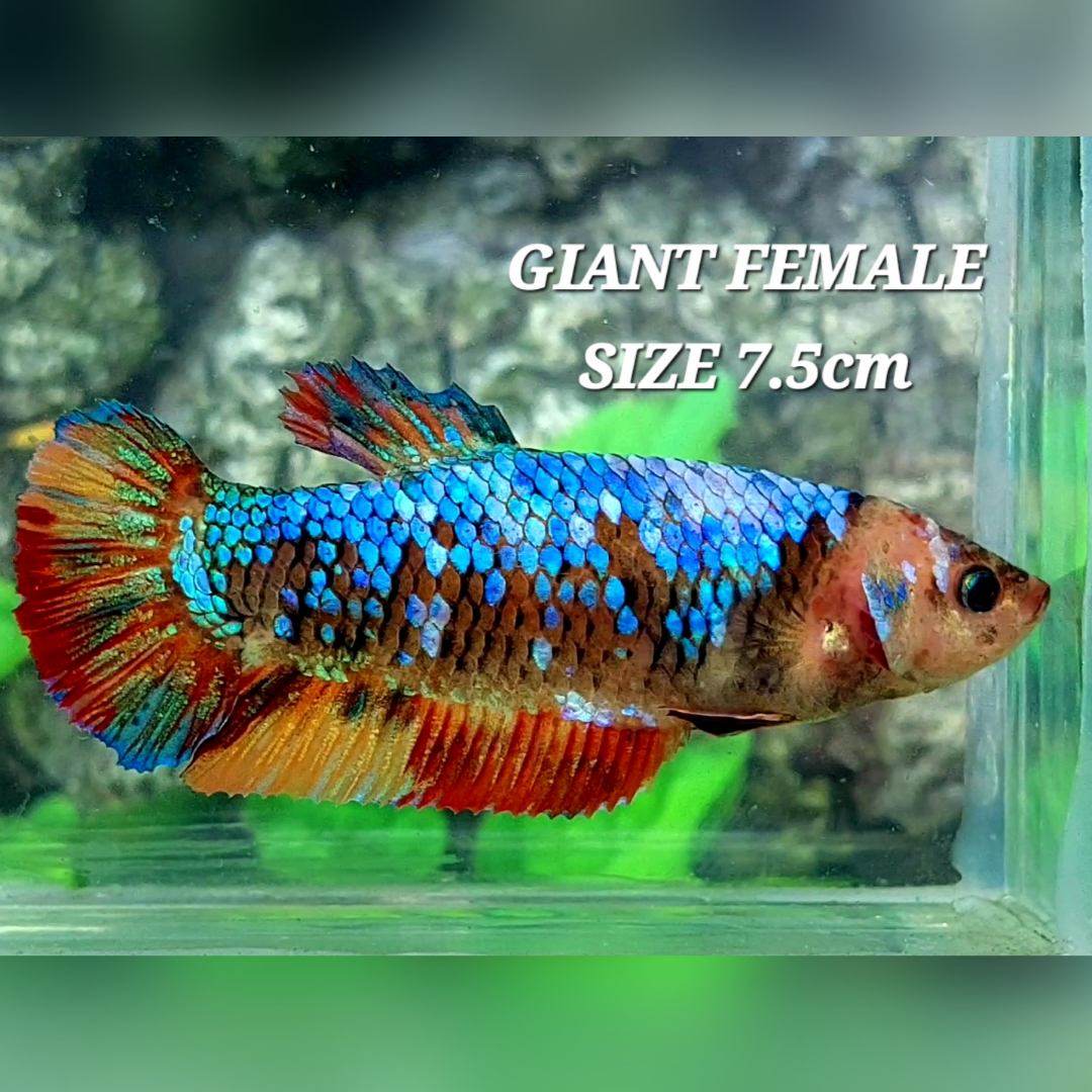 Multicolor Galaxy JUMBO GIANT HMPK Female