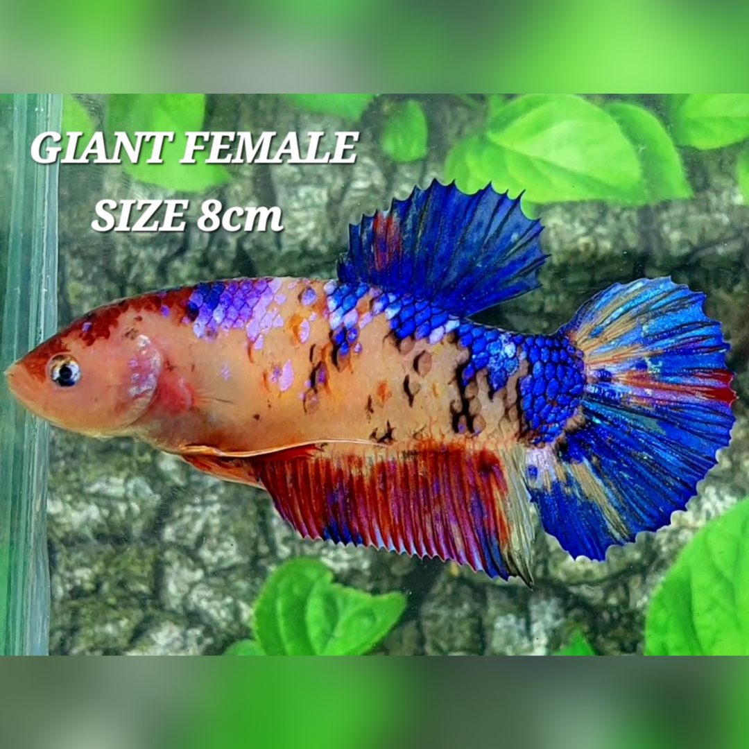 Multicolor Galaxy JUMBO GIANT HMPK Female