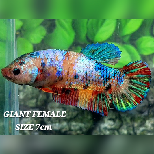 Multicolor Galaxy JUMBO GIANT HMPK Female