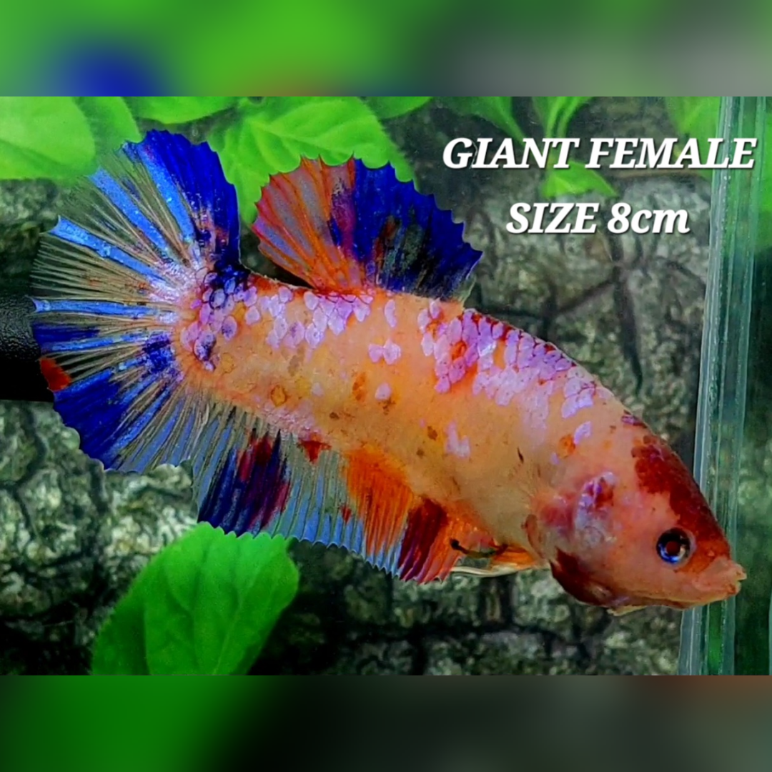 Multicolor Candy Pink Galaxy JUMBO GIANT HMPK Female