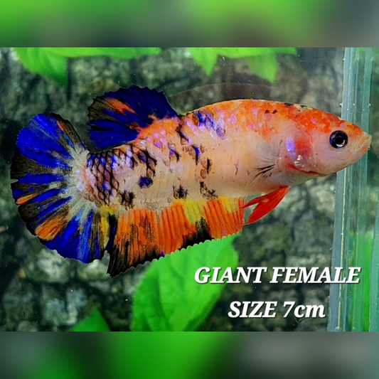 Multicolor Candy Galaxy JUMBO GIANT HMPK Female