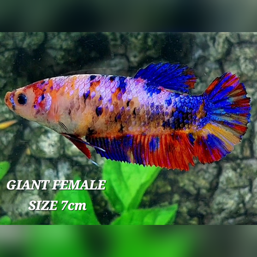 Multicolor Candy Galaxy JUMBO GIANT HMPK Female