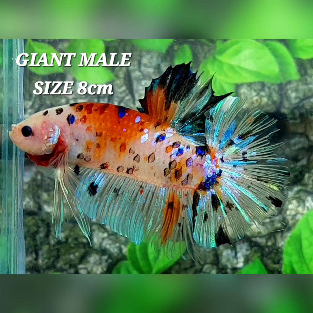 Orange Koi Tiger JUMBO GIANT HMPK Male