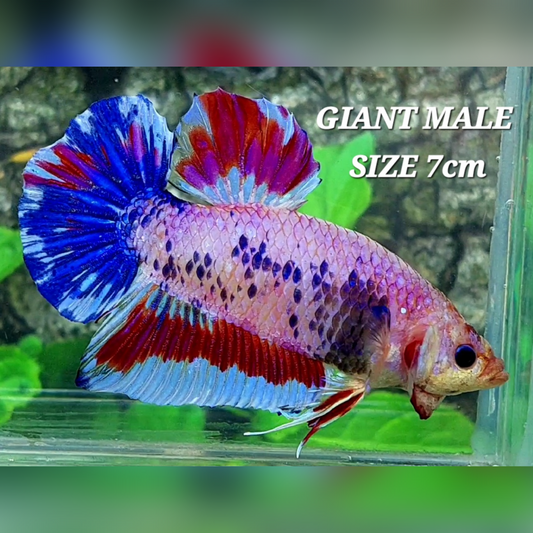 Multicolor Pink Fancy JUMBO GIANT HMPK Male