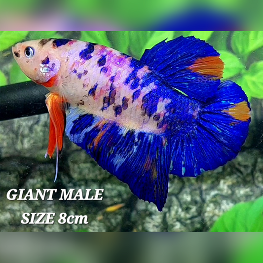 Blue Purple Galaxy JUMBO GIANT HMPK Male