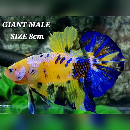 Yellow Blue Pink Koi Galaxy JUMBO GIANT HMPK Male