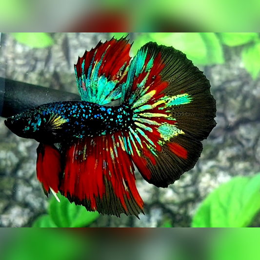 Blackstar Nebula Red Green Halfmoon Male