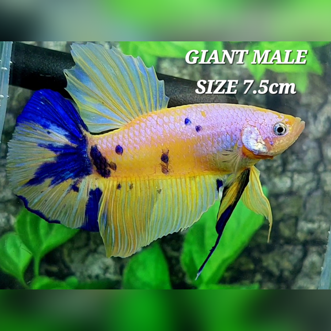 Yellow Blue Pink Samurai JUMBO GIANT HMPK Male