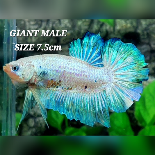 Skyblue Fancy JUMBO GIANT HMPK Male