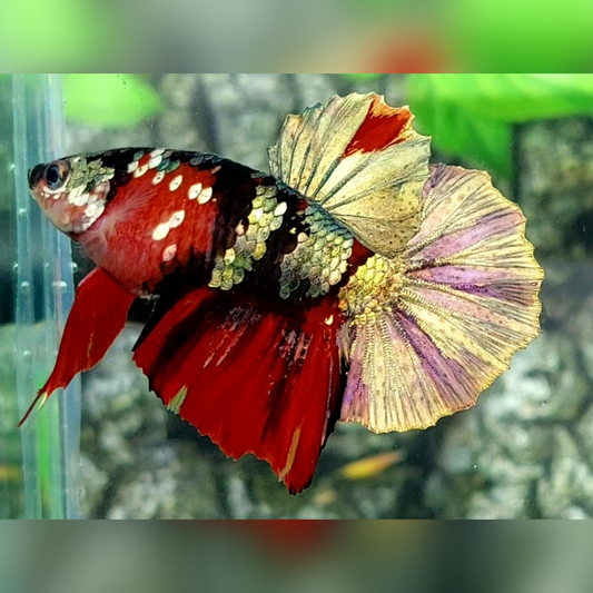 Red Tiger Koi Copper Purple Gold Galaxy HMPK Male