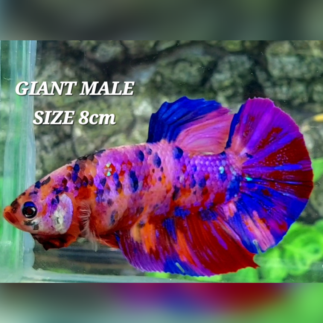 Multicolor Pink Purple Candy Galaxy JUMBO GIANT HMPK Male