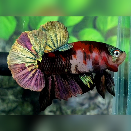 Black Koi Copper Purple Gold Galaxy HMPK Male