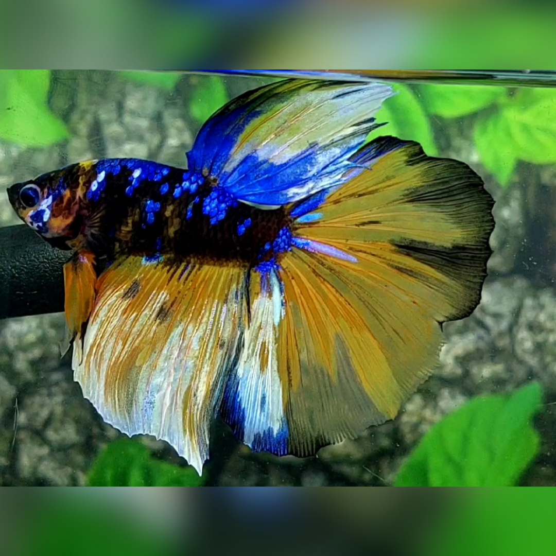 Yellow Black Blue Galaxy Halfmoon Male