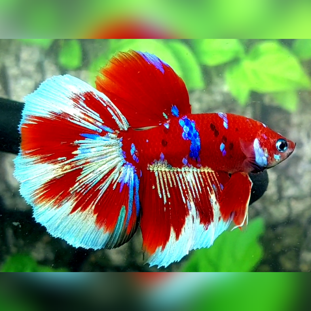 Red Barongsai Halfmoon Male