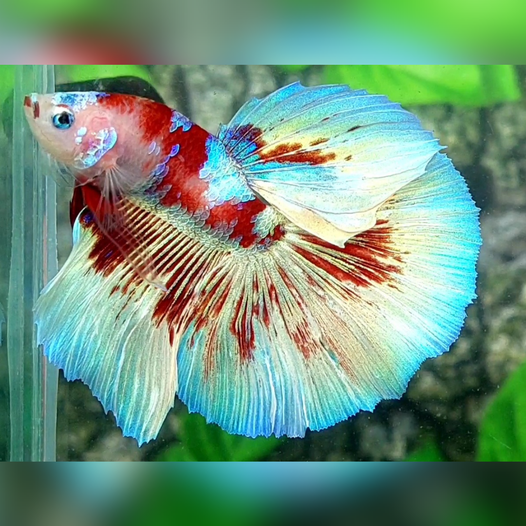 Red Barongsai Halfmoon Male