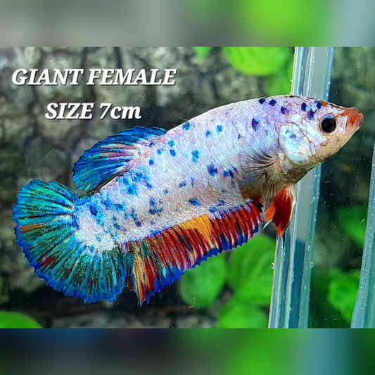 Multicolor Dalmation JUMBO GIANT HMPK Female