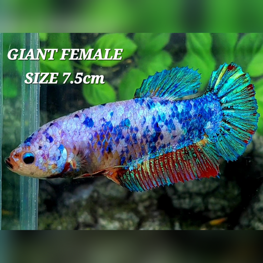 Multicolor JUMBO GIANT HMPK Female