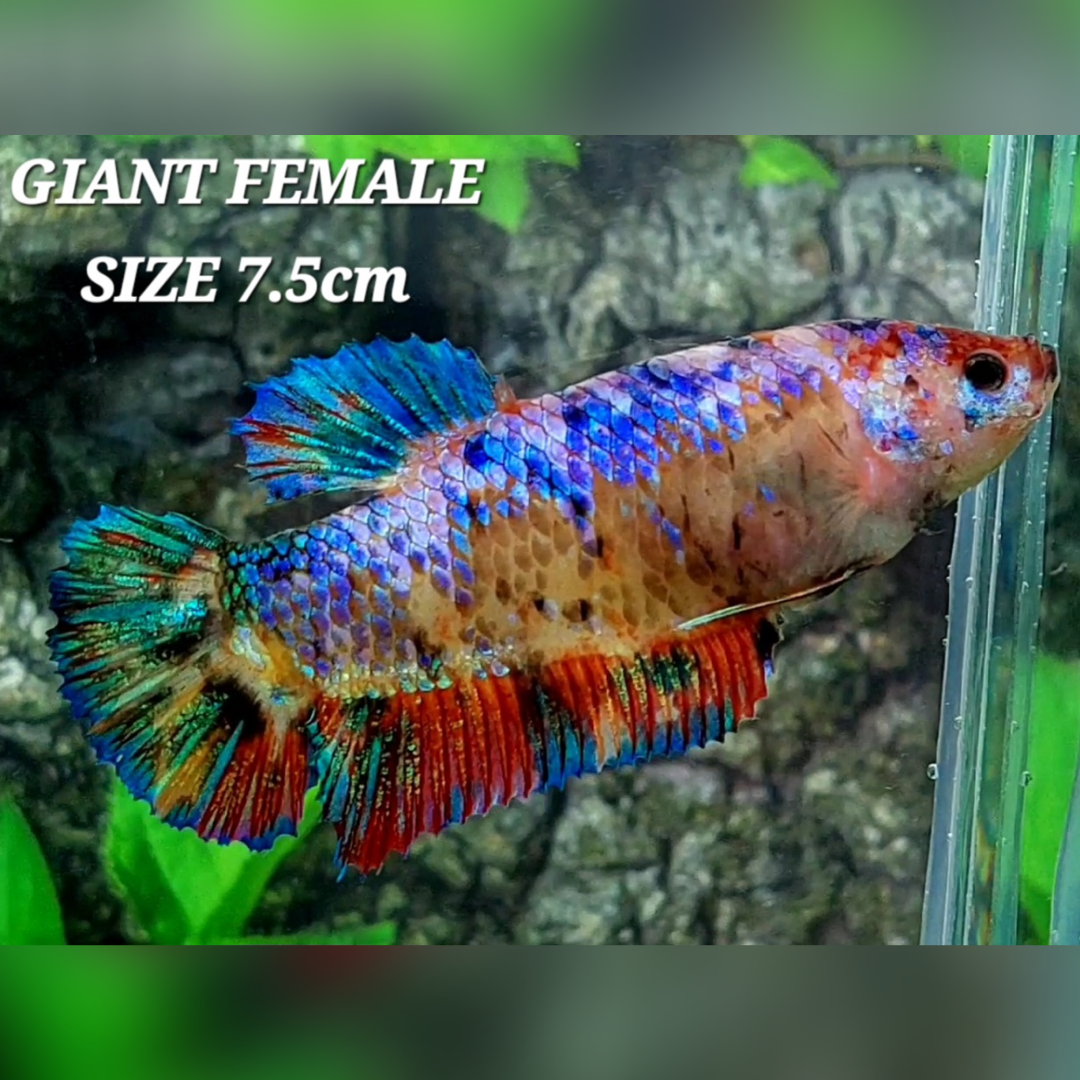 Multicolor Galaxy JUMBO GIANT HMPK Female