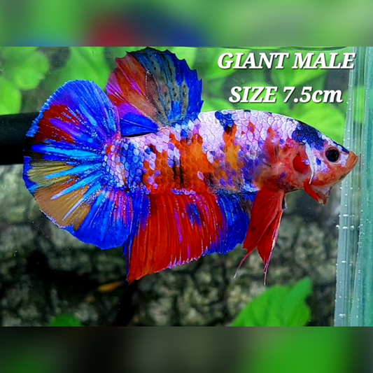 Multicolor Purple Candy Galaxy JUMBO GIANT HMPK Male