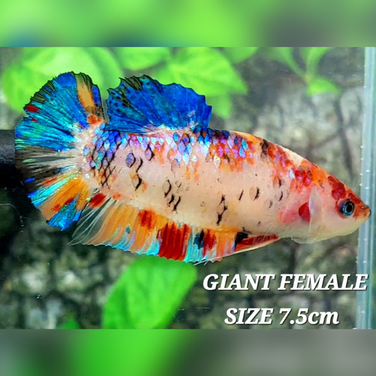 Multicolor Metalic JUMBO GIANT HMPK Female