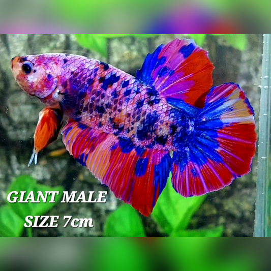 Multicolor Pink Candy JUMBO GIANT HMPK Male