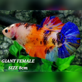 Multicolor Candy JUMBO GIANT HMPK Female