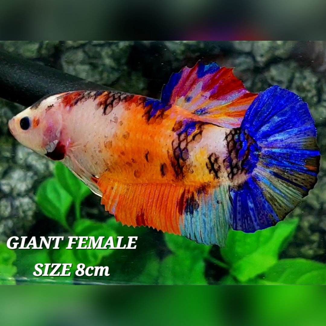 Multicolor Candy JUMBO GIANT HMPK Female