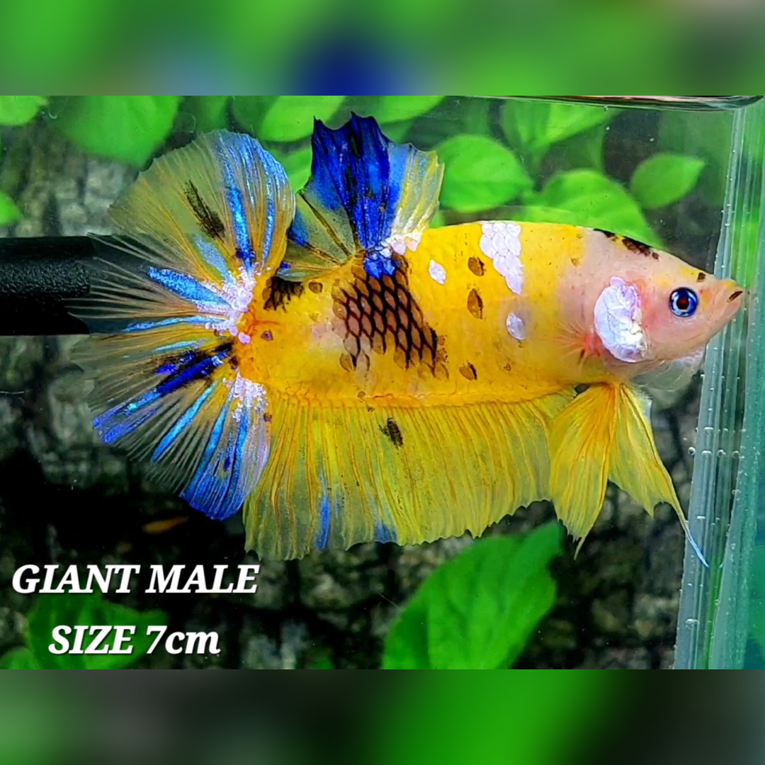 Yellow Koi Tiger Galaxy JUMBO GIANT HMPK Male