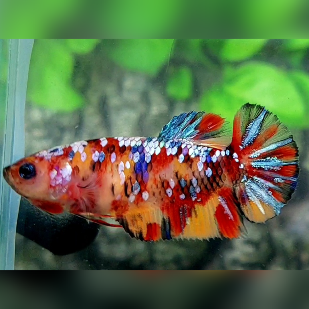 Multicolor Galaxy HMPK Female For Sorority / Breed