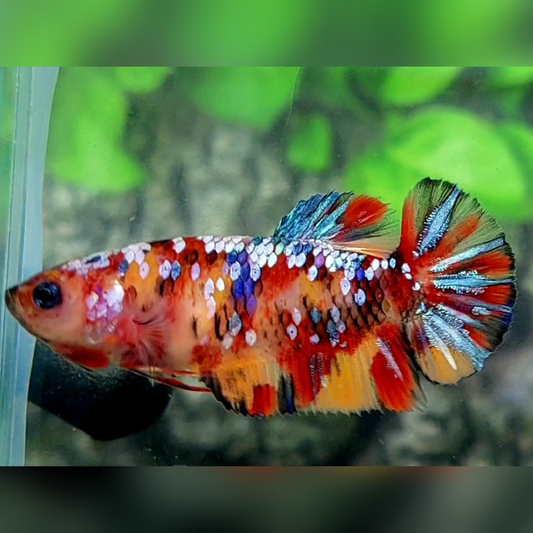 Multicolor Galaxy HMPK Female For Sorority / Breed